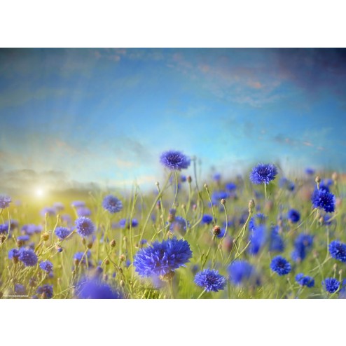 Blaue Kornblumen  - Tischset aus Papier 44 x 32 cm