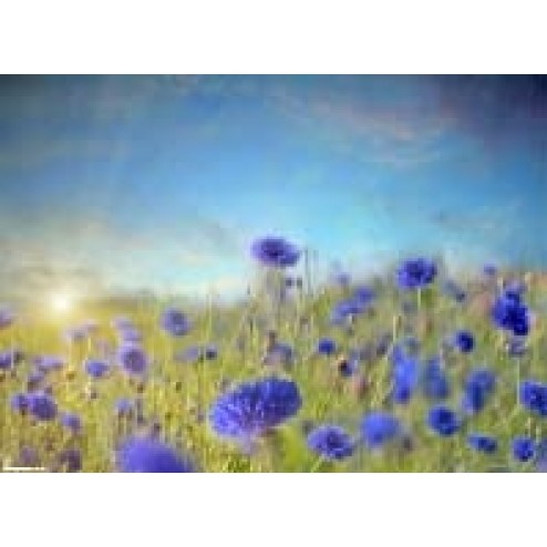 Blaue Kornblumen  - Tischset aus Papier 44 x 32 cm