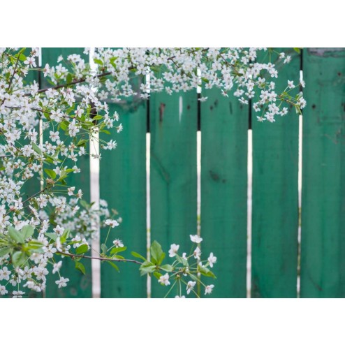 Weiße Blüten vor grünem Zaun - Tischset aus Papier 44 x 32 cm