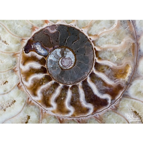 Versteinerte Schnecke - Tischset aus Papier 44 x 32 cm