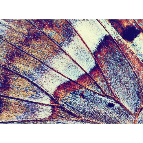 Tischsets | Platzsets - Schmetterlinge "Schmetterlingsflügel bunt " aus Papier - 44 x 32 cm