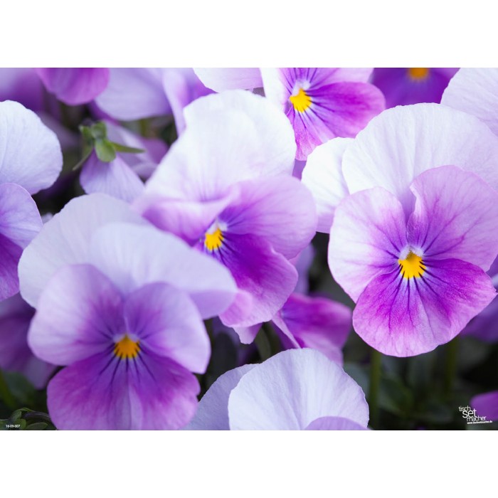 Tischset | Platzset - VEILCHEN - aus Papier - tischsetmacher.de