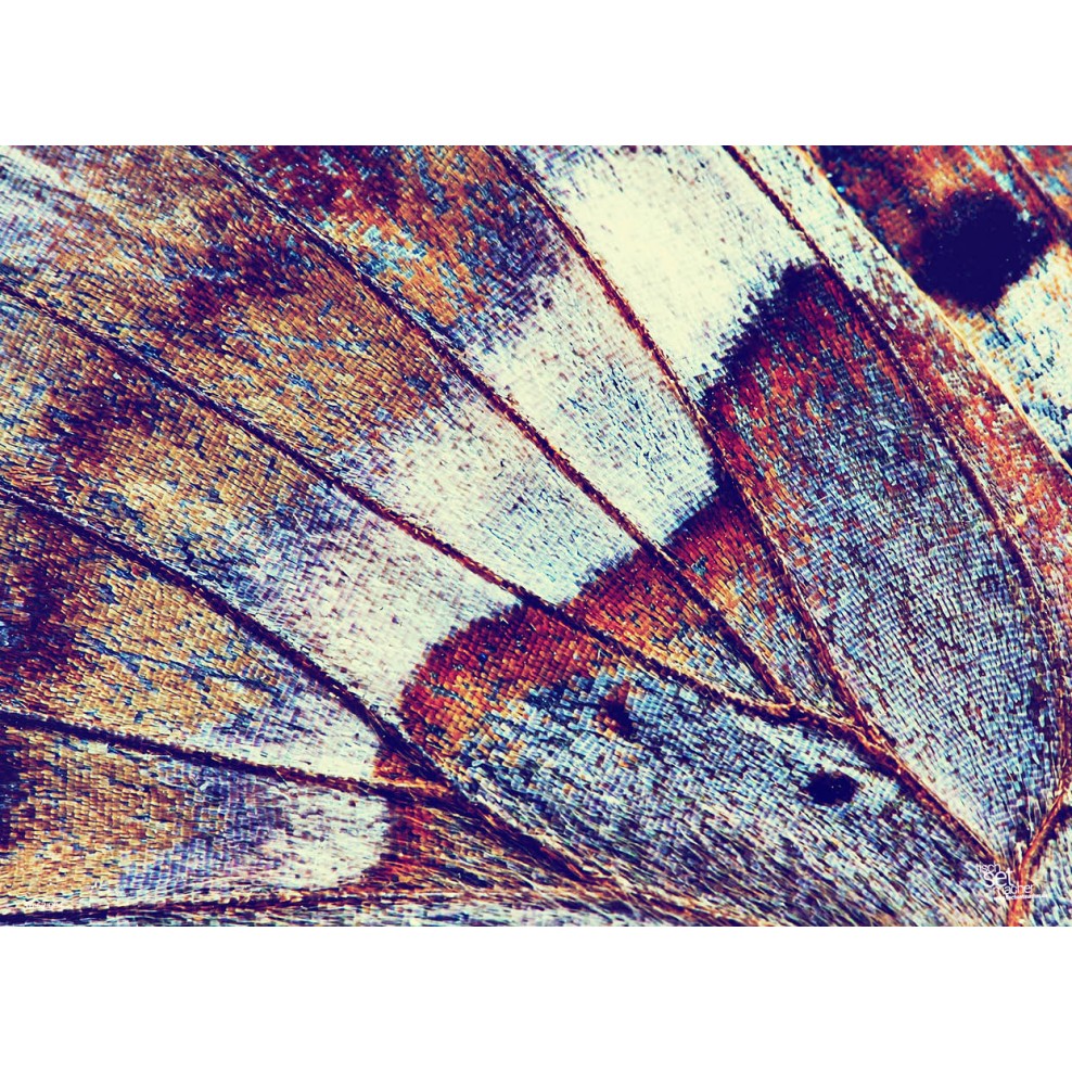 Schmetterlingsflügel zum ausmalen
