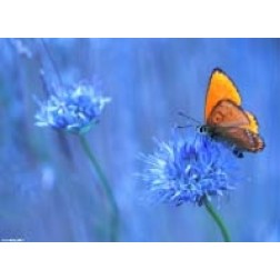 Tischsets | Platzsets - Schmetterlinge "orangener Schmetterling " aus Papier - 44 x 32 cm