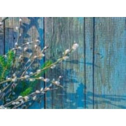 Weidenkätzchen auf blauem Holz - Tischset aus Papier 44 x 32 cm