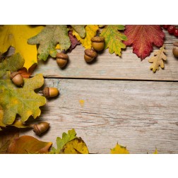 Bunter Herbst (2) - Tischset aus Papier 44 x 32 cm