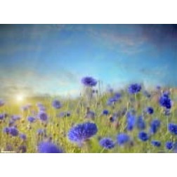 Blaue Kornblumen  - Tischset aus Papier 44 x 32 cm