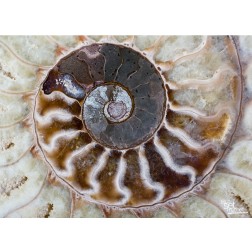 Versteinerte Schnecke - Tischset aus Papier 44 x 32 cm