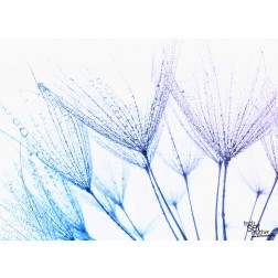 Pusteblume mit Wassertropfen - Tischset aus Papier 44 x 32 cm