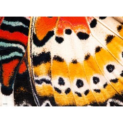 Tischsets | Platzsets - Schmetterlinge "Schmetterlingsflügel mit Punkten" aus Papier - 44 x 32 cm