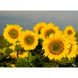 Tischset | Platzset - Sonnenblumenfeld (1) - aus Papier - 44 x 32 cm