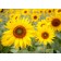 Tischset | Platzset - Sonnenblumenfeld (3) - aus Papier - 44 x 32 cm