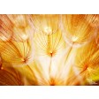 Pusteblume orange - Tischset aus Papier 44 x 32 cm