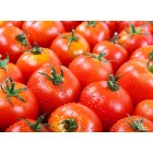 frische_tomaten
