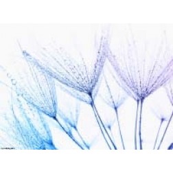 Pusteblume mit Wassertropfen - Tischset aus Papier 44 x 32 cm