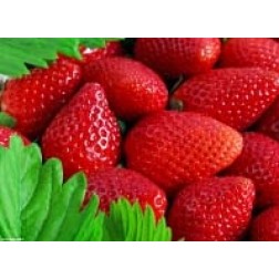 Tischsets | Platzsets - Saisonal "Knallrote Erdbeeren mit grünen Blättern" aus Papier - 44 x 32 cm