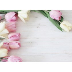 Tulpen weiß & rosa  - Tischset aus Papier 44 x 32 cm