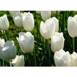 Tulpen weiß  - Tischset aus Papier 44 x 32 cm