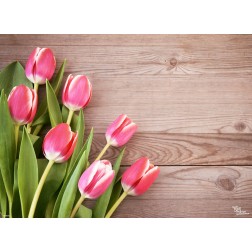 Rosa Tulpen - Tischset aus Papier 44 x 32 cm