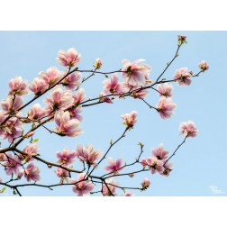Magnolien - Tischset aus Papier 44 x 32 cm