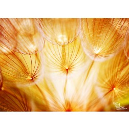 Pusteblume orange - Tischset aus Papier 44 x 32 cm